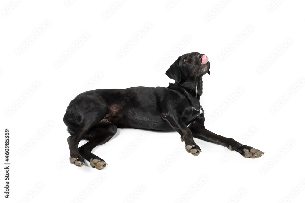 Black Labrador lying on the ground licking his lips 