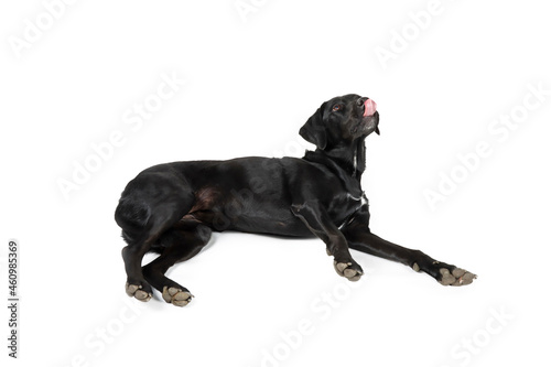 Fototapeta Naklejka Na Ścianę i Meble -  Black Labrador lying on the ground licking his lips 