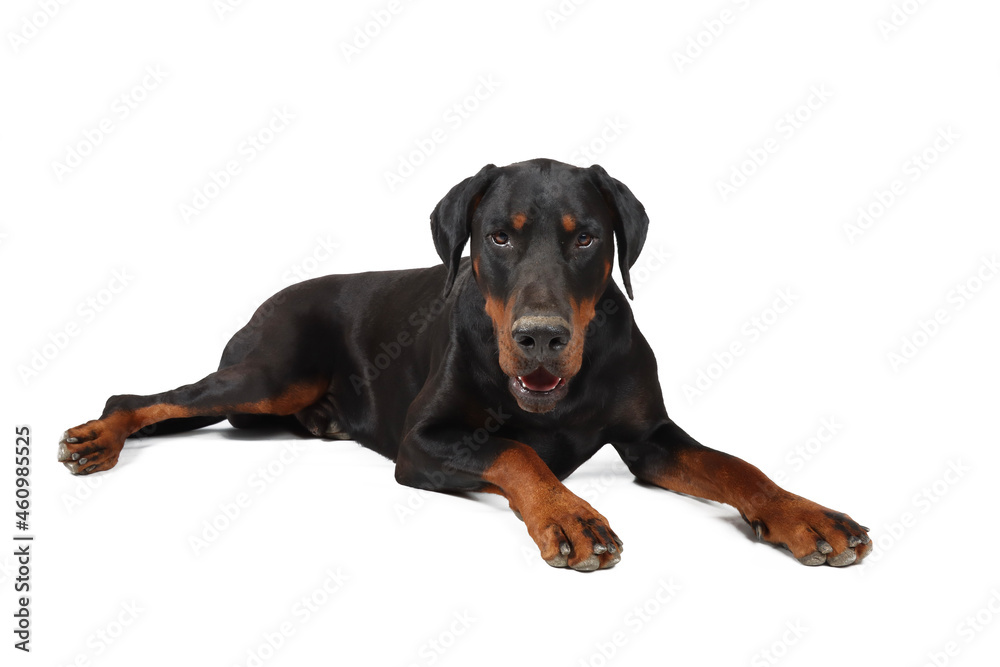 Doberman lying on the floor isolated on white Doberman lying on the floor isolated on white