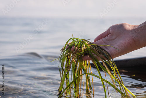 Sea algae in the woman hand close up. Sea weed on the shore after storm. Woman is cleaning the beach from the water weed concept. photo