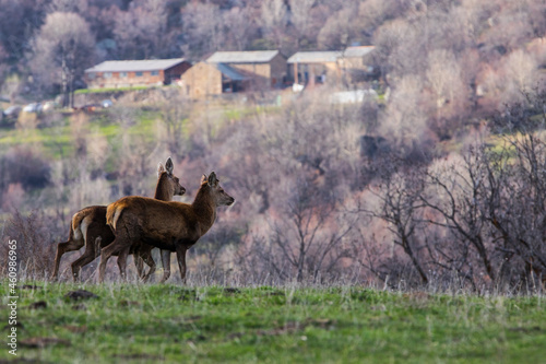 Herd of deer standing in a meadow, Capcir, Cerdagne, Pyrenees-Orientales, France photo