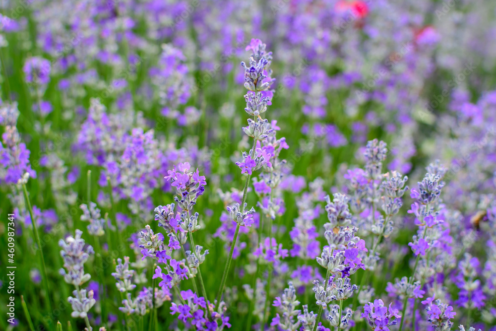 Many small blue lavender flowers in a garden in a sunny summer day photographed with selective focus, beautiful outdoor floral background. Many small blue lavender flowers in a garden in a sunny summer day photographed with selective focus, beautiful outdoor floral background.
