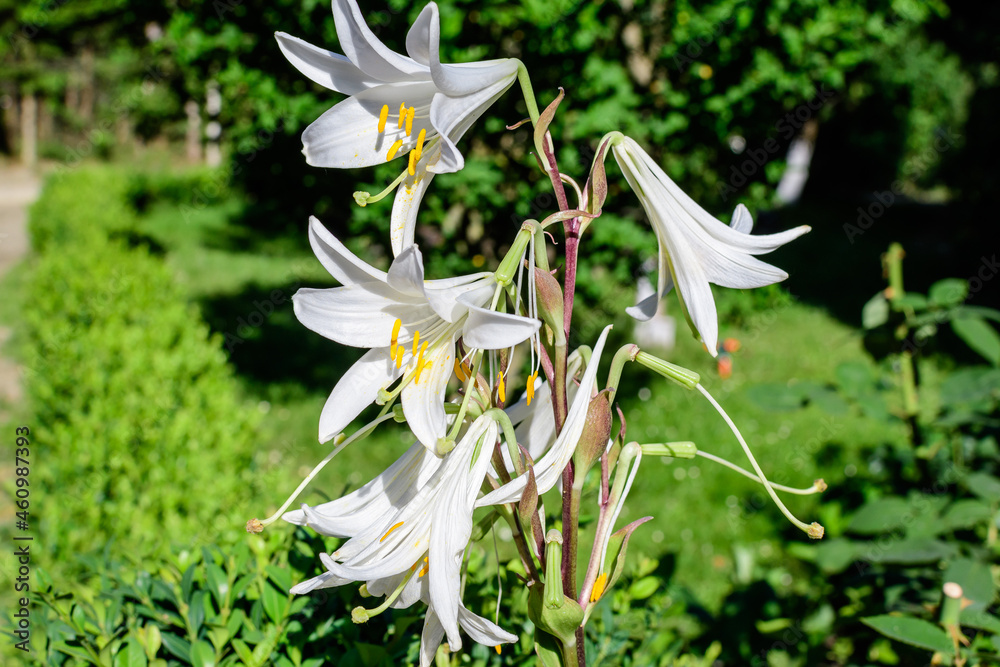 Obraz premium Group of many large white flowers and buds of Lilium or Lily plant in a British cottage style garden in a sunny summer day, beautiful outdoor floral background photographed with soft focus.