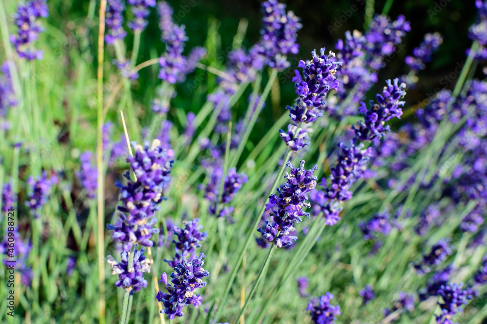 Naklejka premium Many small blue lavender flowers in a garden in a sunny summer day photographed with selective focus, beautiful outdoor floral background