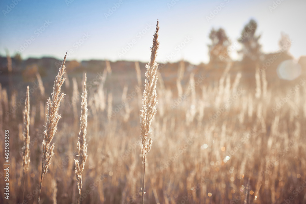 Fototapeta premium The dry grass covered with dew is illuminated by the sun on an autumn morning.