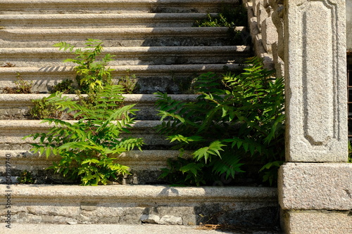 Piante infestanti. Weeds grow on a staircase of a historic building.Neglect and decay in an Italian villa. Busseto, Parma, Italy.