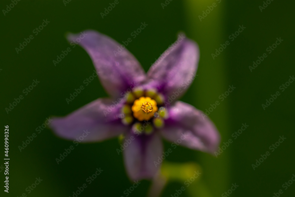 Solanum dulcamara flower growing in field, close up Solanum dulcamara flower growing in field, close up