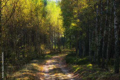 Autumn forest road © Mariusz
