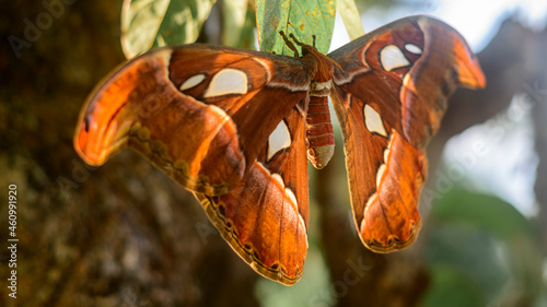 Snake head moth butterfly full wingspan close up photograph, largest moth in Sri Lanka. photo