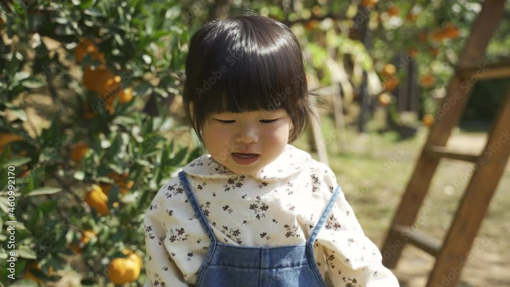 closeup view of an anxious Asian toddler child screaming and stomping feet near fruit trees while playing in a farm garden on a sunny day. closeup view of an anxious Asian toddler child screaming and stomping feet near fruit trees while playing in a farm garden on a sunny day.