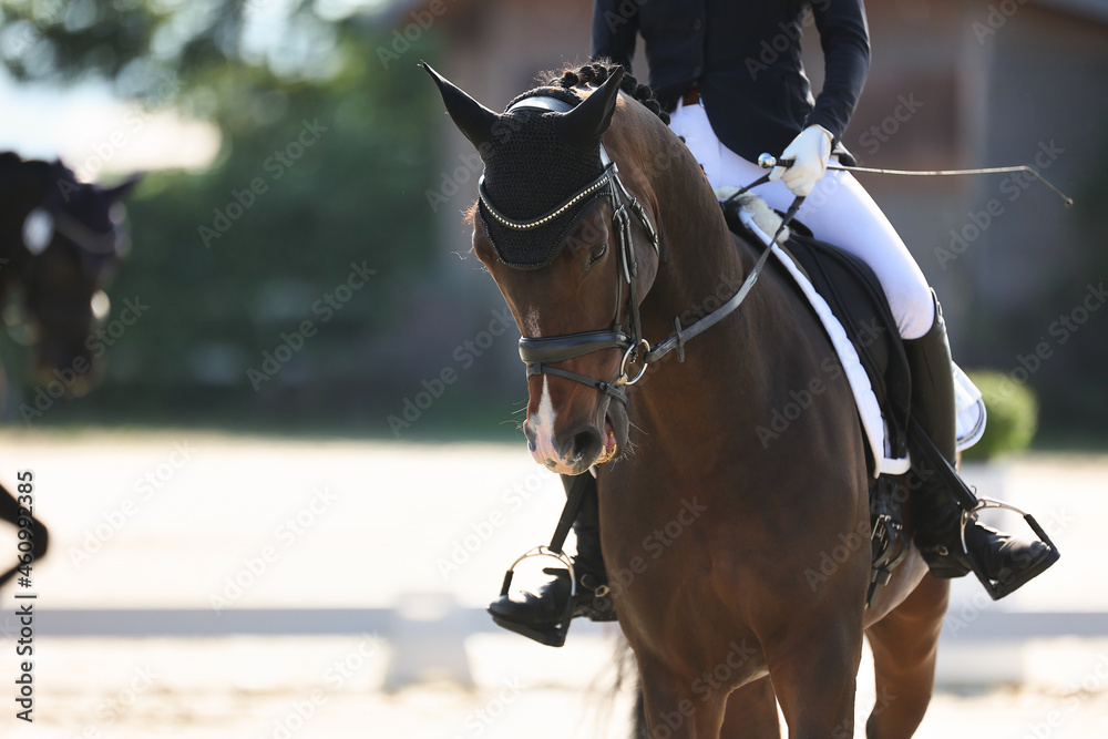 Dressage horse in portraits from the front, close-up head with rider in the cut.. Dressage horse in portraits from the front, close-up head with rider in the cut..