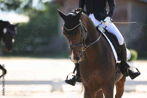 Dressage horse in portraits from the front, close-up head with rider in the cut..