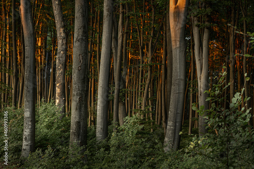 Sunset light in the forest ...