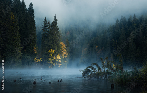 Foggy morning on a mountain...