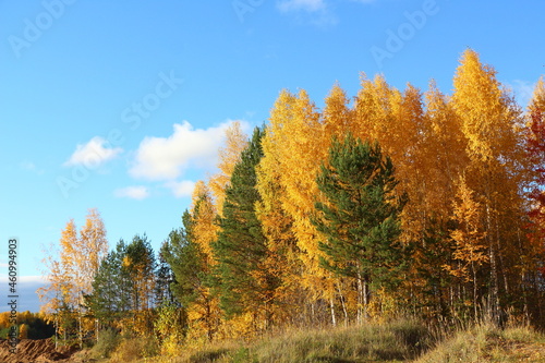 autumn forest in the autumn