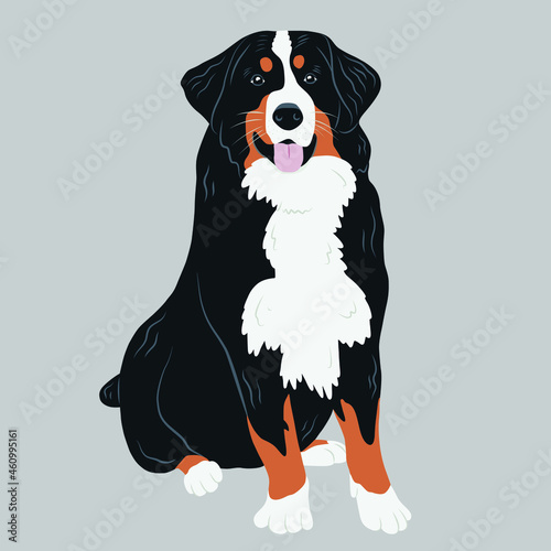 Cute Sitting  Bernese Mountain Dog