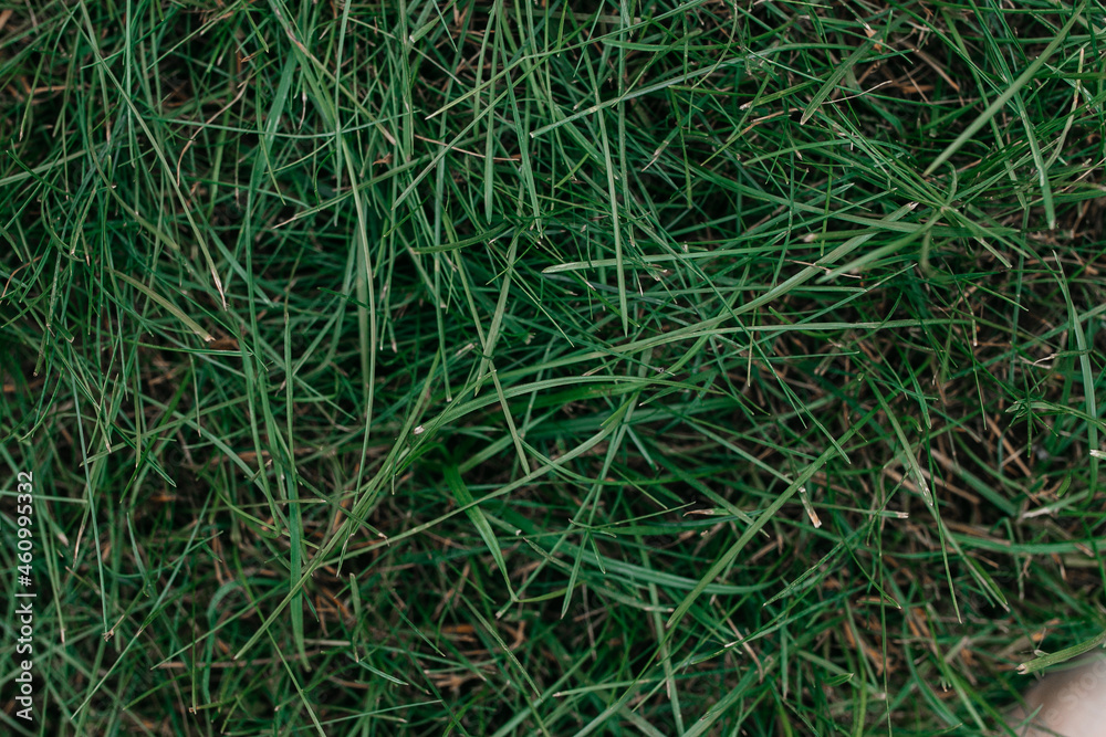 green grass texture green grass texture