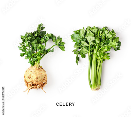 Green celery and celery root with leaves. photo