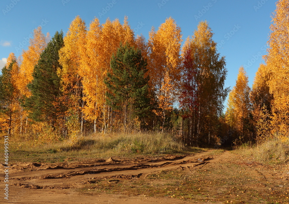 Obraz premium autumn trees in the forest