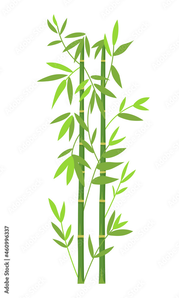 Obraz premium Background of Green Bamboo. Bamboo trunks and leaves on white background.