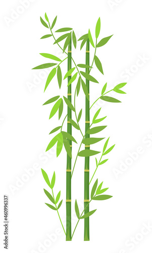 Background of  Green Bamboo. Bamboo trunks and leaves on white background.