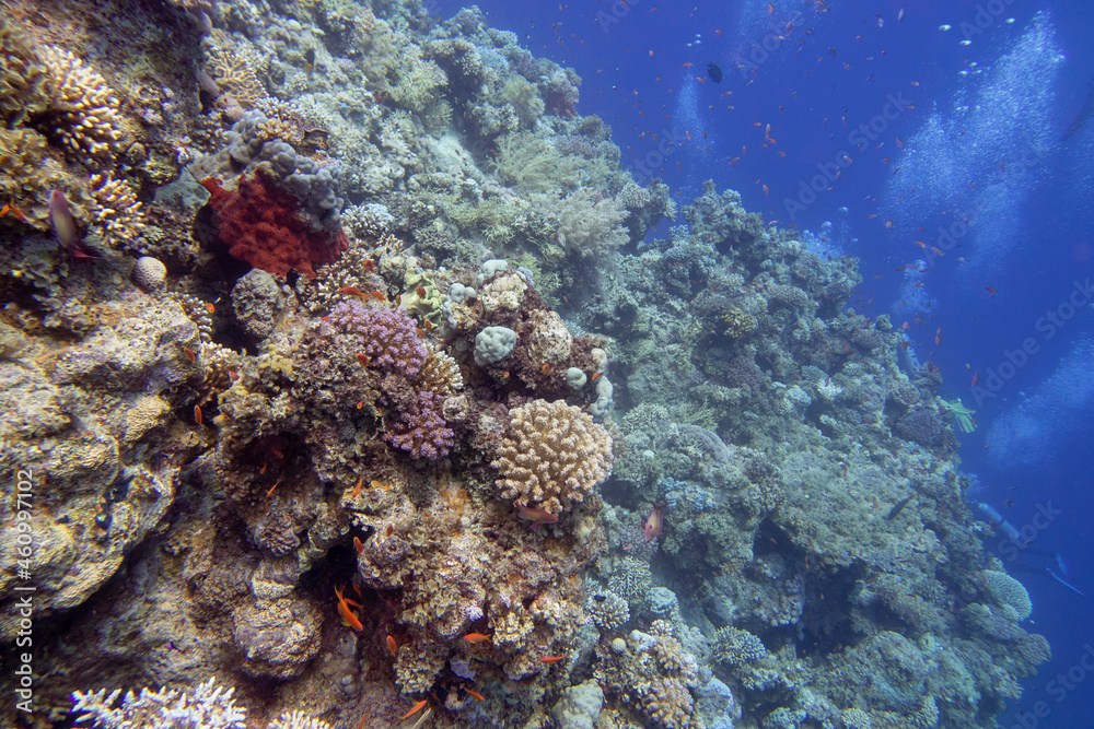 Naklejka premium Colorful, picturesque coral reef at the bottom of tropical sea, hard corals and fishes Anthias, underwater landscape