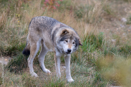 Grey Wolf - Canis lupus - standing in grass © Lillian