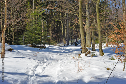 Winter landscape, view snow forest wildlife