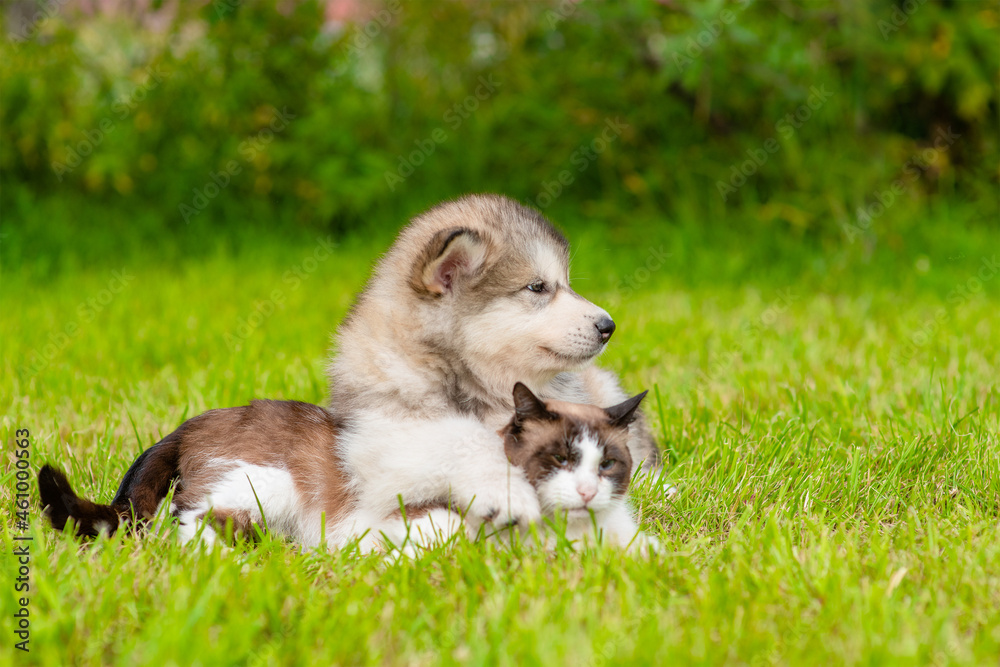 Friendly Alaskan malamute puppy hugs adult Siamese cat on green summer grass. Empty space for text
