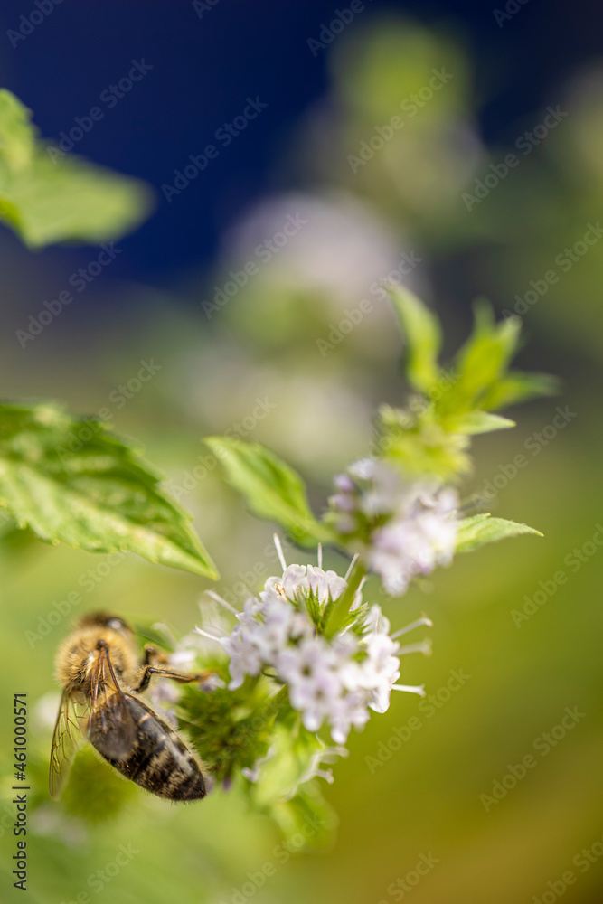 Makroaufnahme einer Biene auf einem Minzstrauch