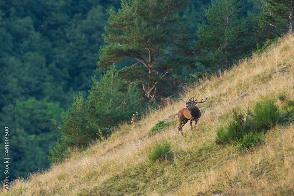 cerf