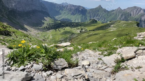 Daisy species bellis perennis flowers at Rautispitz Switzerland alps photo