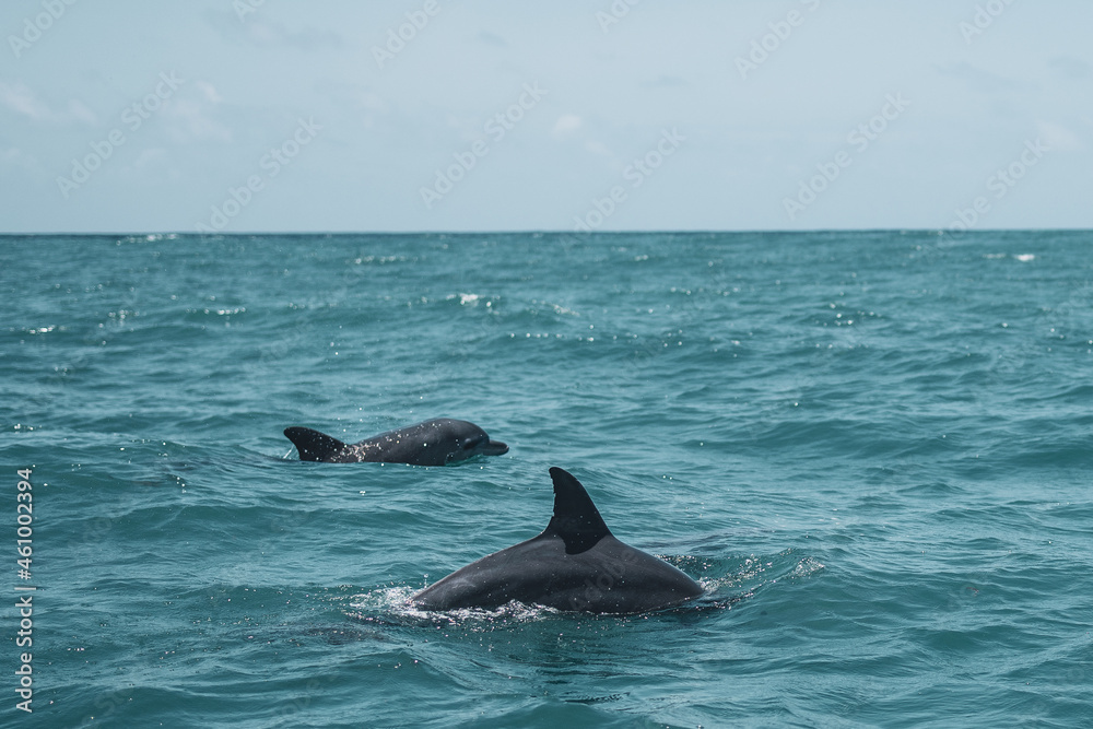 Naklejka premium dolphin jumping out of water
