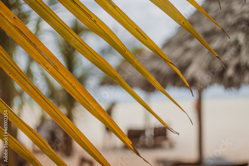 Palm at the beach