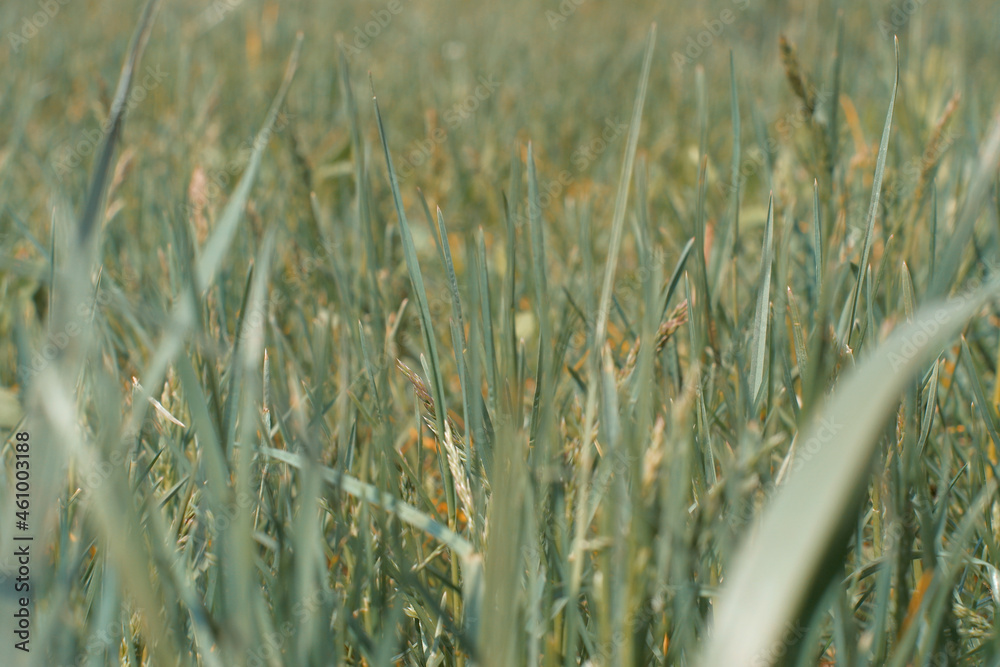 Obraz premium Meadow grass close up.