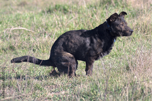 Dog on a walk. The brown dog poop. Staffordshire Terrier.