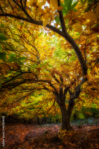 yellow-leaved tree in the forest on a blanket of fallen leaves