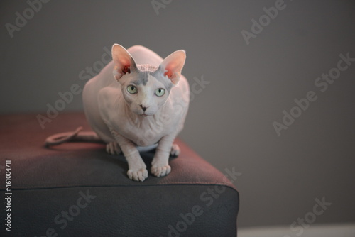 Gato esfinge blanco de ojos verdes photo