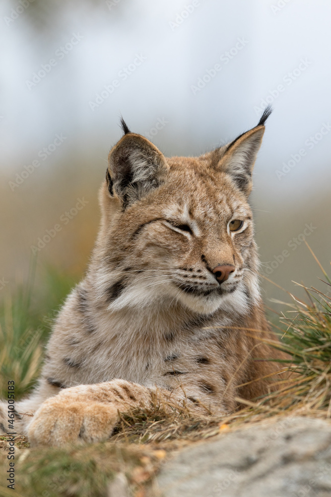 The Eurasian lynx - Lynx lynx - close up portrait of adult animal The Eurasian lynx - Lynx lynx - close up portrait of adult animal
