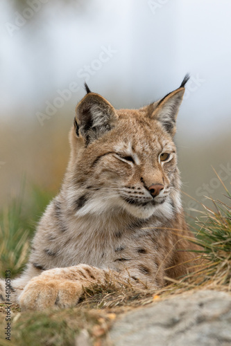 The Eurasian lynx - Lynx lynx - close up portrait of adult animal © Lillian