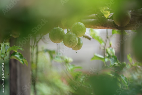 Close-up Of Unripe Passion Fruits Hanging From Vines.