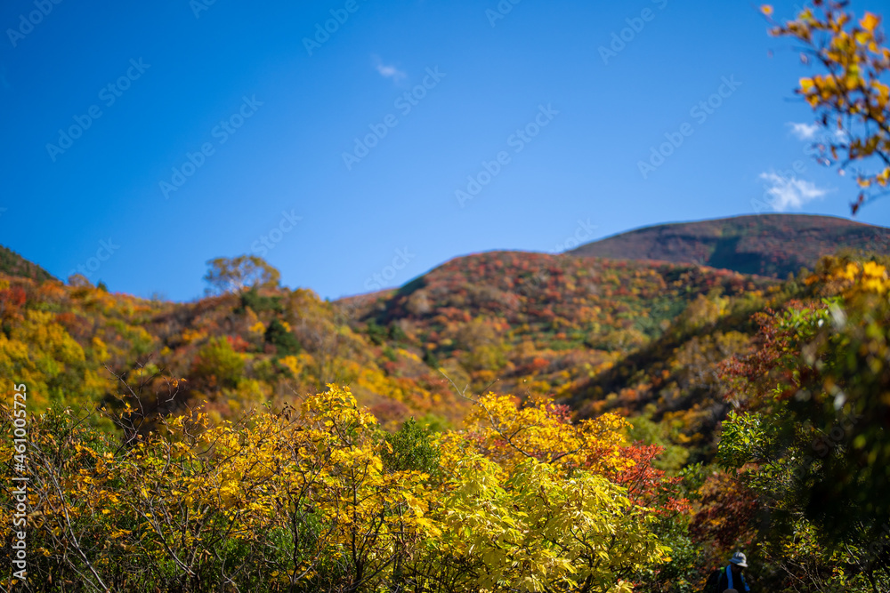 宮城県栗原市、秋田県湯沢市、雄勝郡東成瀬村、岩手県一関市にある栗駒山を紅葉の時期に登山する風景A view of climbing Mt. Kurikoma in Kurihara City, Miyagi Prefecture, Yuzawa City, Akita Prefecture, during the autumn foliage season.