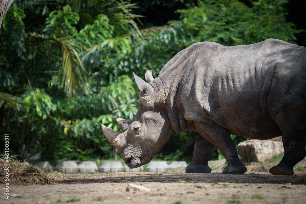 The southern white rhinoceros or square-lipped rhinoceros walking in the zoo. The southern white rhinoceros or square-lipped rhinoceros walking in the zoo.