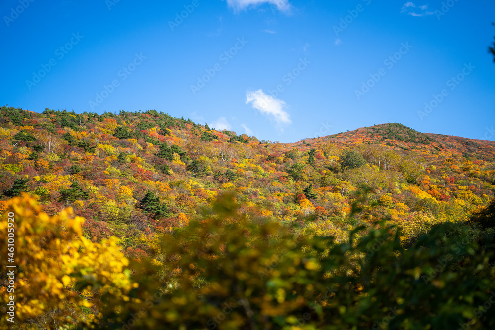 Naklejka premium 宮城県栗原市、秋田県湯沢市、雄勝郡東成瀬村、岩手県一関市にある栗駒山を紅葉の時期に登山する風景A view of climbing Mt. Kurikoma in Kurihara City, Miyagi Prefecture, Yuzawa City, Akita Prefecture, during the autumn foliage season.