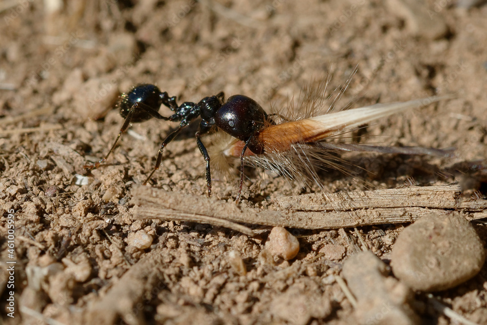 Harvester (Messor barbarus) carrying a seed Harvester (Messor barbarus) carrying a seed