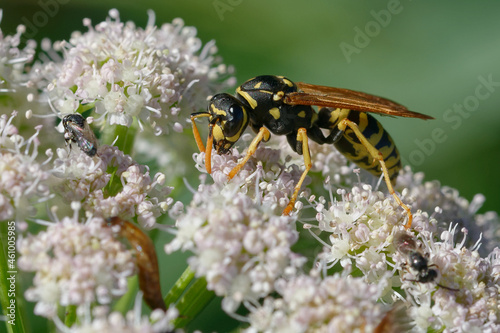 European paper wasp (Polistes dominula) on flowers