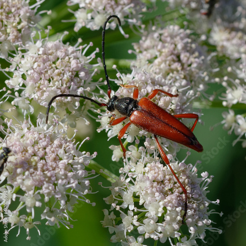 Longhorn beetle (Stictoleptura trisignata) on flowers © André LABETAA