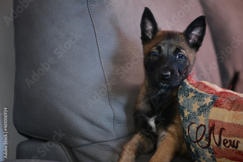 Cachorro de pastor belga malinois photo