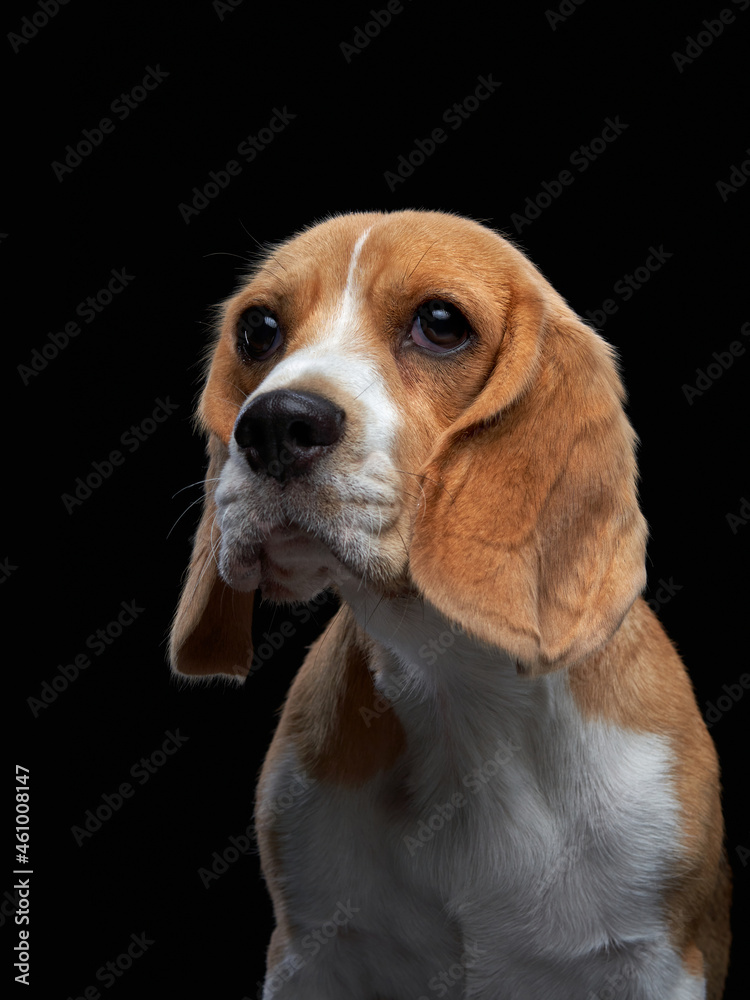 happy dog. funny face. Funny Beagle on black background