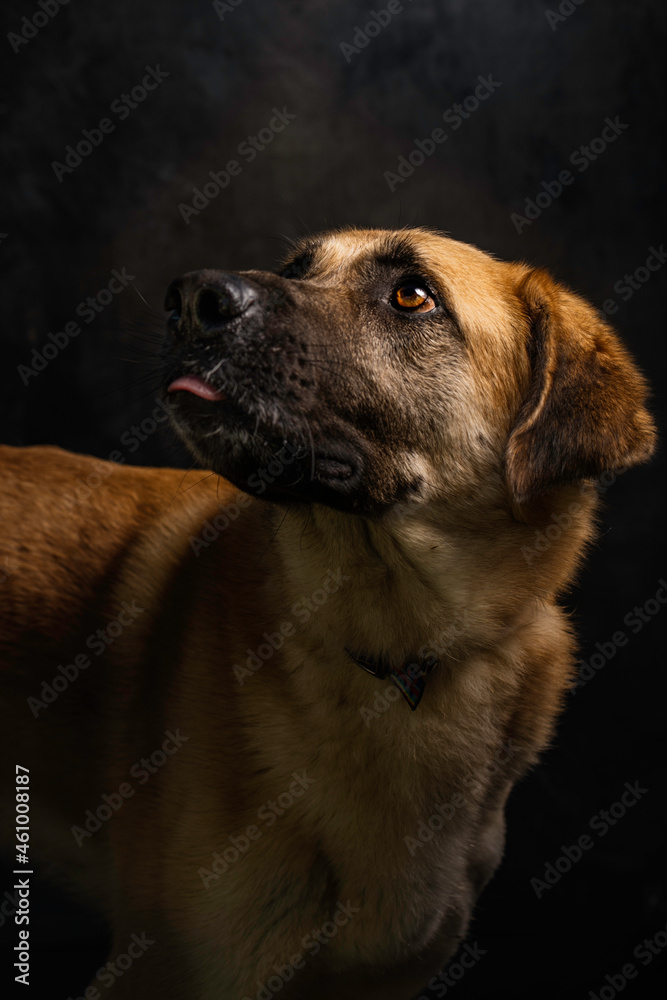 portrait of brown dog looking up on black background